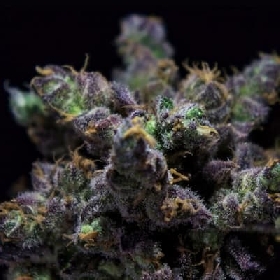 Zkiem > R-Kiem Seeds